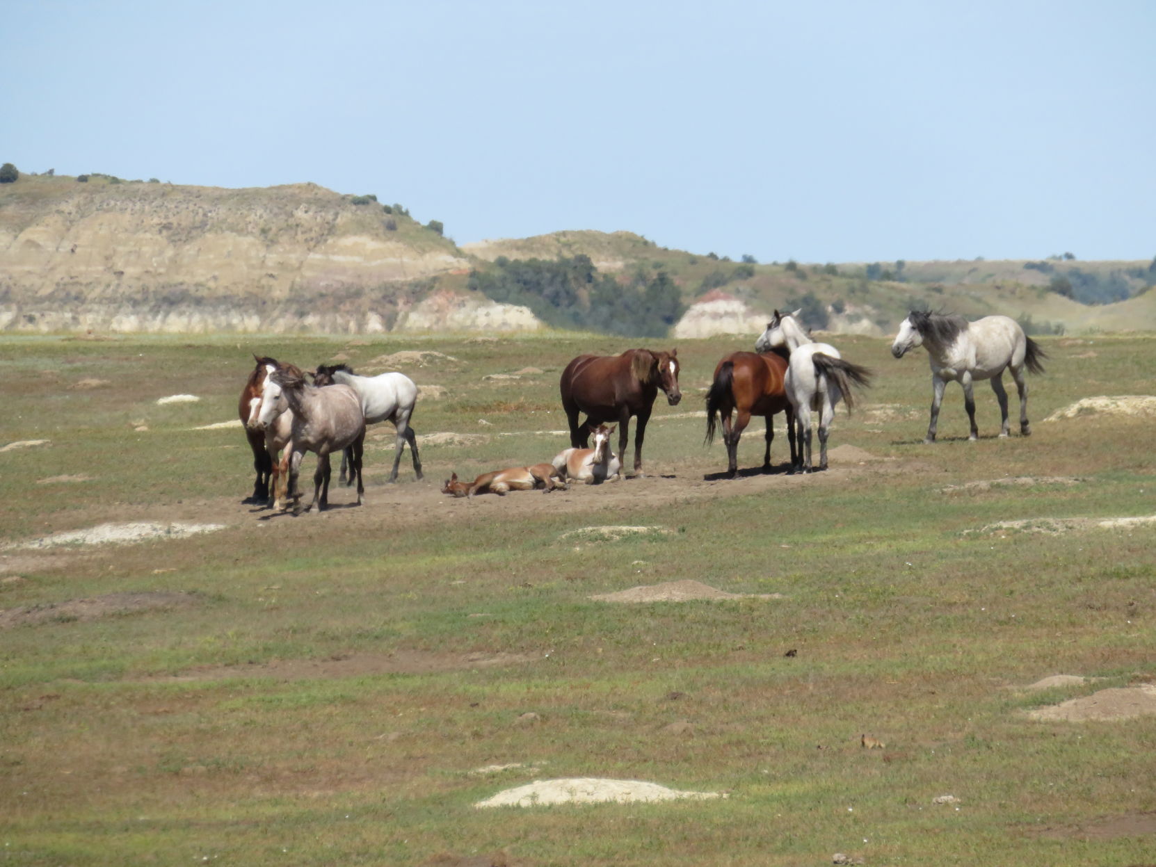 Wild horses in TRNP